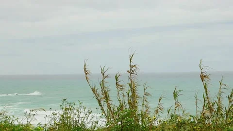 Grasses in the wind, meadow Stock Footage 237776021