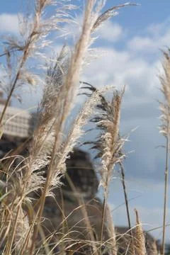 Grasses in the wind Stock Photos
