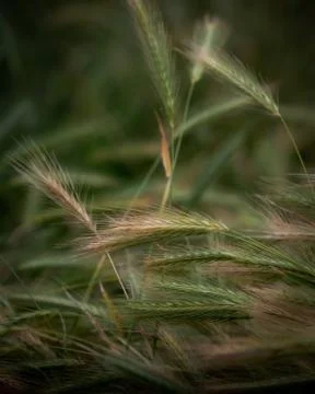 Grasses in the wind Stock Photos