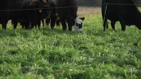 Grassfed Cattle Stock Footage 27456173