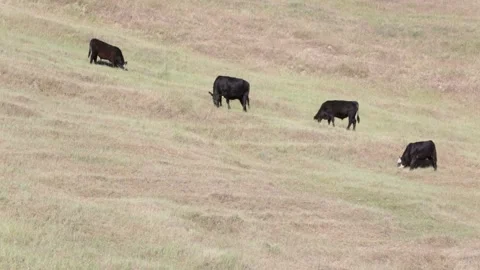 Grassfed COWS Grazing on a MOUNTAINSIDE (Wide Shot), (HD 24p) Stock Footage 154387734