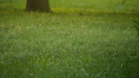 GrassField Video stock 6530703