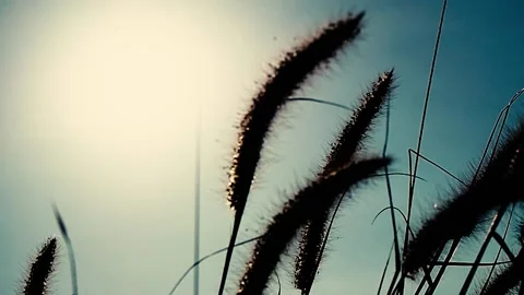 Grassflower-3 Stock Footage 139181364