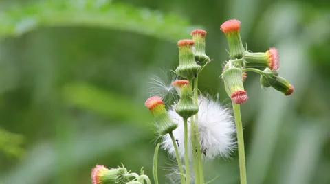 Grassflower Stock Footage 25914493