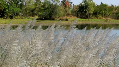 GrassFlower Stock Footage 198883501