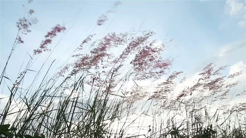 Grassflower HD Stock Footage 122064727