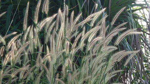 Grassflower slow-1 Stock Footage 139181348