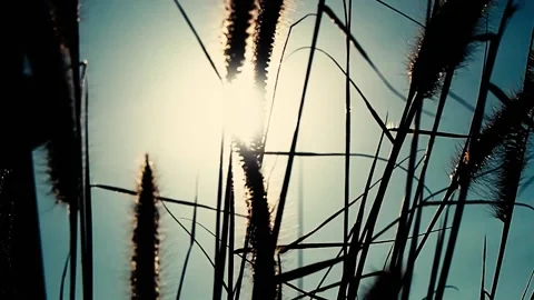 Grassflower slow-2 Stock Footage 139181349