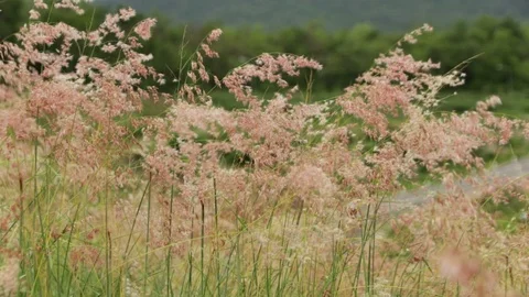Grassflower1 Stock Footage 86783526
