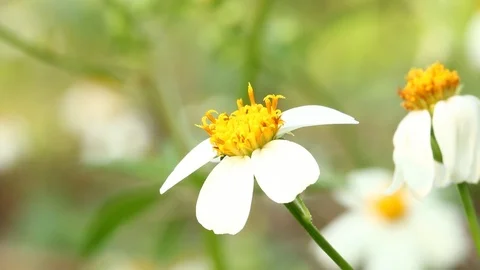 Grassflower1 Stock Footage 87153077