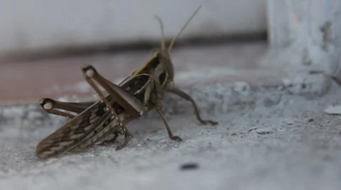 Grasshoper 4 Vidéo 33712491