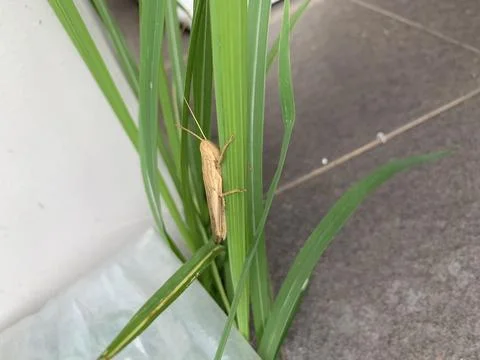 Grasshoper in the grass Stockfoto's