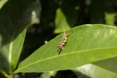 Grasshoper on the leaf of malay-apple Stock Photos