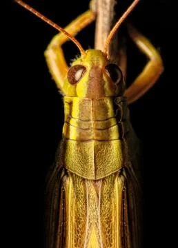 Grasshoper macro Stock Photos