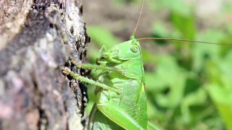 Grasshoper macro view Stock Footage 41758685