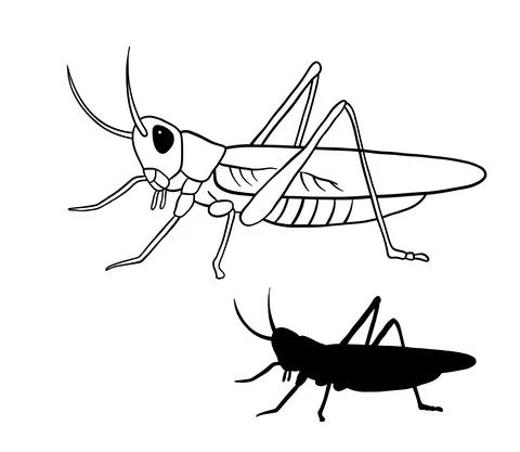 Grasshoper outline vector illustration. Line art and black silhouette insect Stock Illustration