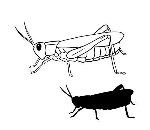 Grasshoper outline vector illustration. Line art and silhouette insect isolated Illustrazione stock
