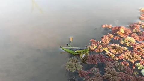 Grasshopers Stock Footage 243593090