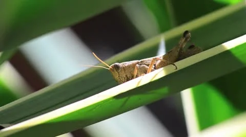 Grasshopper 01 Stock Footage
