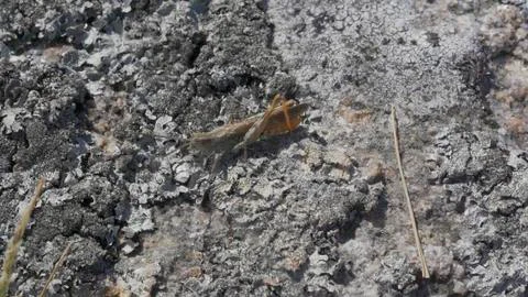 Grasshopper 01 Foto stock