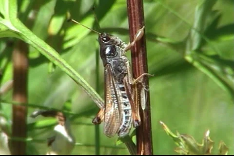 Grasshopper 02 動画素材 1013883