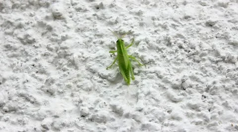 Grasshopper 02 Stock Footage 10747632