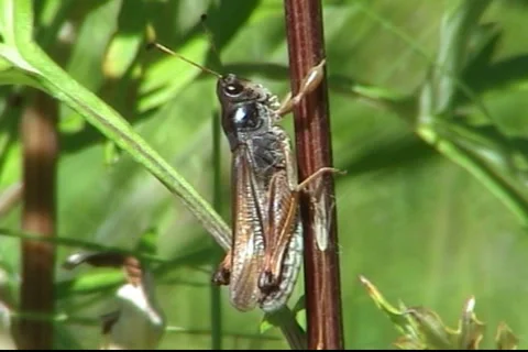 Grasshopper 03 動画素材 1013987