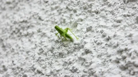 Grasshopper 04 Stock Footage 10743156