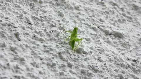 Grasshopper 05 Stock Footage 10743774