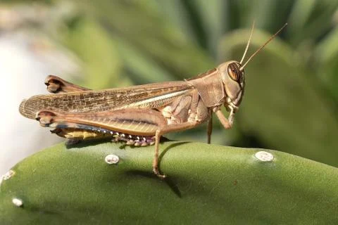 Grasshopper 1 Photos