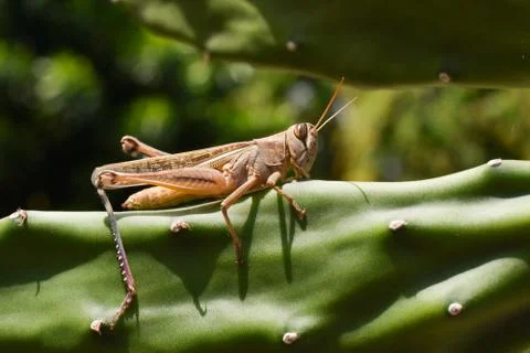 Grasshopper 2 Photos