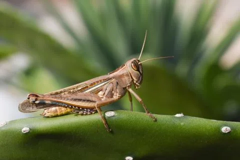 Grasshopper 3 Photos