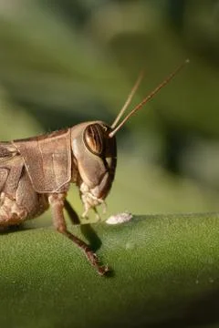 Grasshopper 4 Photos