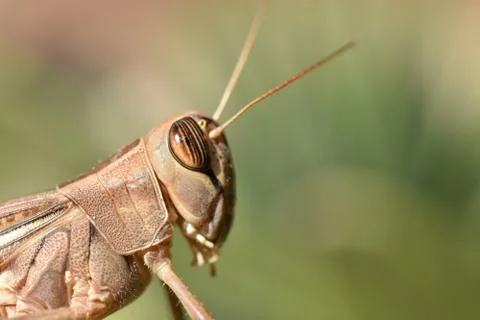 Grasshopper 5 Photos