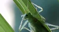 Grasshopper 9004 HD Footage