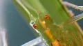 Grasshopper 9025b HD Footage