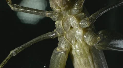Grasshopper Abdomen Stock Footage 11423811