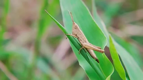 Grasshopper Acrididae on Green Leaf Macro Slow Motion 4K Video Stock Footage 345920129