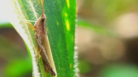 Grasshopper (Acrididae) Perching on Green Leaf 4K Slow Motion Stock Footage 346335974