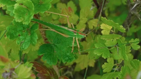A grasshopper among the greenery Stock Footage 316915880