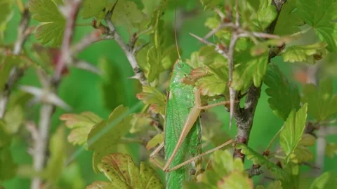 A grasshopper among the greenery Stock-Footage 316915946