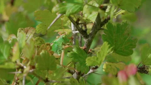 A grasshopper among the greenery Stock-Footage 316915996