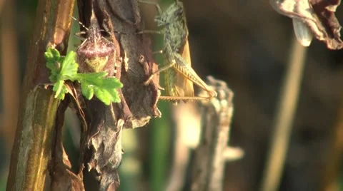 Grasshopper And The Bug Stock Footage 7759880