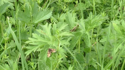 Grasshopper and a butterfly on a leaf Stock Footage 279136683