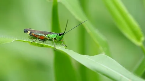 Grasshopper and eaten leaf Stock Footage 56067334