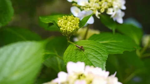 Grasshopper and Hydrangea Flowers Video stock 91378693