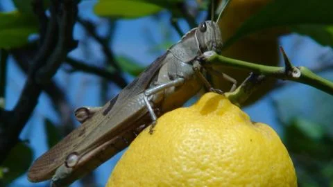 Grasshopper and lemon Stock Photos