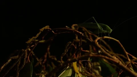 Grasshopper and moth in the night studio shot Video stock 98117474