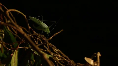 Grasshopper and moth in the night studio shot Stock-Footage 98117520
