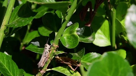 A Grasshopper and Praying Mantis Stock Footage 120136635